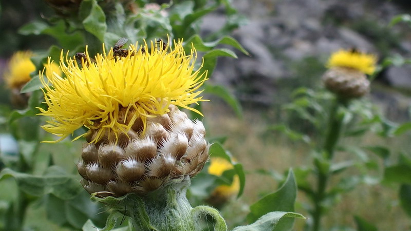 Asteracea - Centaurea macrocephala